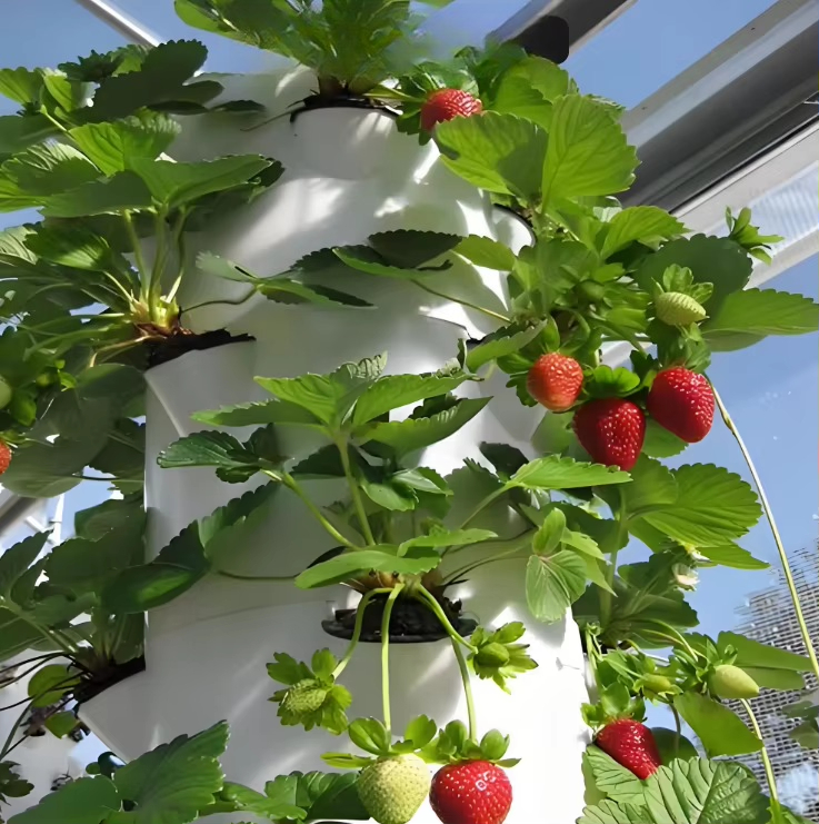 Sistem dinding pertumbuhan hid - Urban Farming Hydroponic System ulasan dan harga